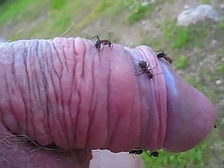 cara Offbeat cutuca seu pequeno pênis em um formigueiro e desfruta-lo